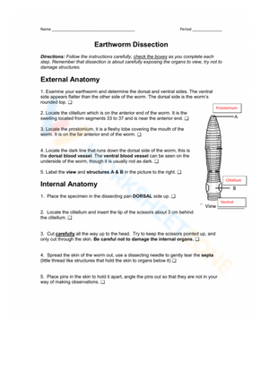 Earthworm Dissection: Biology Exploration
