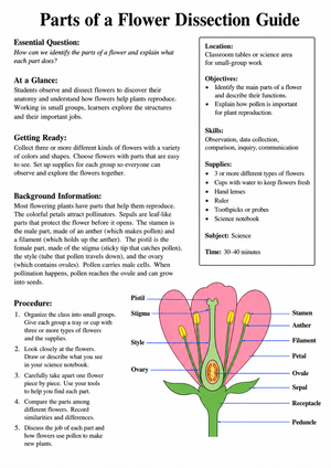 Flower Dissection Printable Guide | Grade 6 Science
