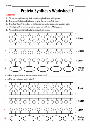 Essential Protein Synthesis Worksheet | Grade 9-12 Biology