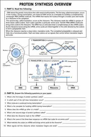 Printable Protein Synthesis Worksheet | HS Biology