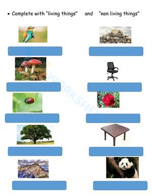 Living and Non-Living Sort