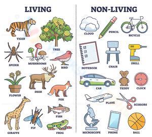 Living and Non-Living Things – Illustrated Sorting Chart