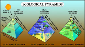 Ecological Pyramids Worksheet: Types & Functions