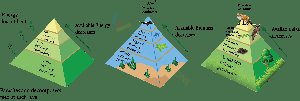 Understanding Ecological Pyramids Worksheet