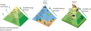 Understanding Ecological Pyramids Worksheet
