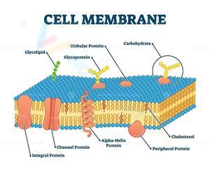 Cell Membrane Anatomy and Function Worksheet