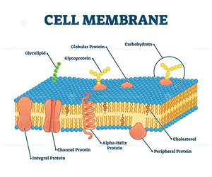 Cell Membrane Anatomy and Function Worksheet