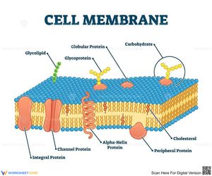 Cell Membrane Anatomy and Function Worksheet