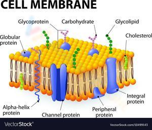 Cell Membrane: A Detailed Study Worksheet