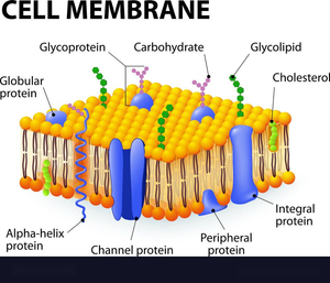 Cell Membrane: A Detailed Study Worksheet