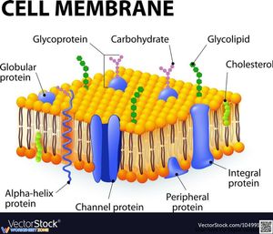 Cell Membrane: A Detailed Study Worksheet
