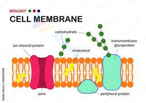 Cell Membrane Worksheet: Comprehensive Cell Study