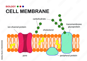 Cell Membrane Worksheet: Comprehensive Cell Study