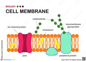 Cell Membrane Worksheet: Comprehensive Cell Study