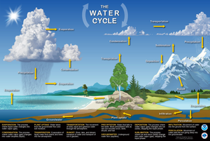 Water Cycle Infographic | Grade 6-7 Essential Guide