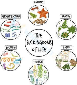 Exploring the Six Kingdoms of Life Worksheet