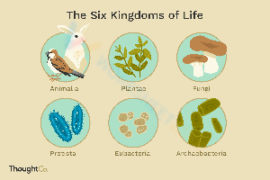 Discover the 6 Kingdoms of Life