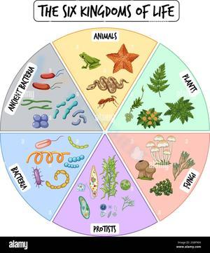 The Six Kingdoms of Life: An Overview