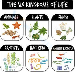 The Six Kingdoms: A Biology Worksheet
