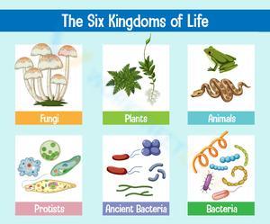 Classifying Life: The Six Kingdoms Worksheet