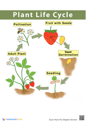 Plant Life Cycle Diagram for Kids
