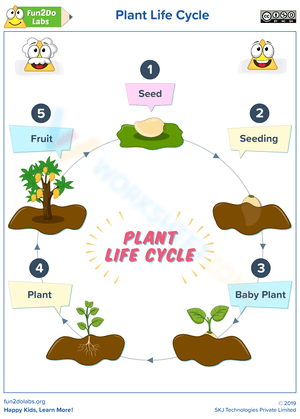 Plant Life Cycle Worksheet: A Detailed Guide