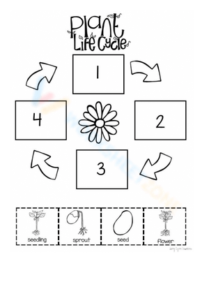 Plant Life Cycle: A Comprehensive Guide