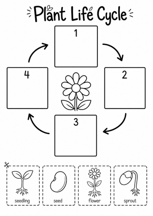 Grade 3 Plant Life Cycle — Printable No-Prep Worksheet