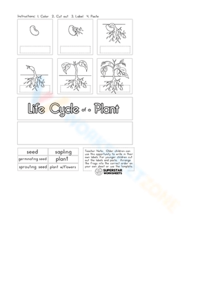Plant Life Cycle: Biology Study Tool