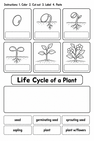 Grade 2 Plant Life Cycle — Printable No-Prep Worksheet