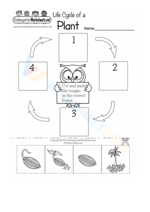 Plant Life Cycle: Engaging Biology Worksheet