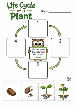 Printable Plant Life Cycle Worksheet | Grade 3 Science