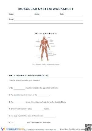 Human Muscular System Worksheet