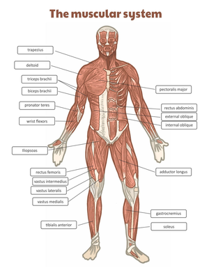 The Muscular System: A Worksheet