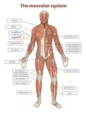 The Muscular System: A Worksheet