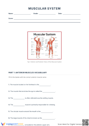 Human Muscular System Anatomy