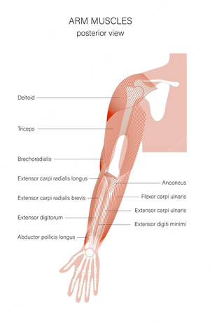 Anatomy of Arm Muscles Worksheet