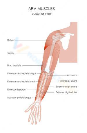 Anatomy of Arm Muscles Worksheet
