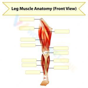 Leg Muscle Anatomy: Worksheet for Students