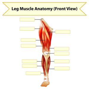Leg Muscle Anatomy: Worksheet for Students