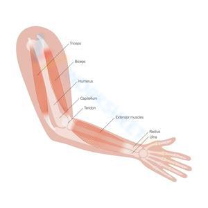 Human Arm Anatomy Study
