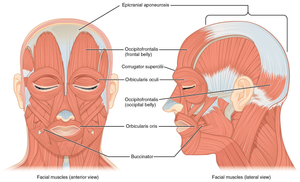 Facial Muscles: A Detailed Anatomy