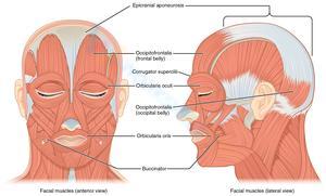 Facial Muscles: A Detailed Anatomy