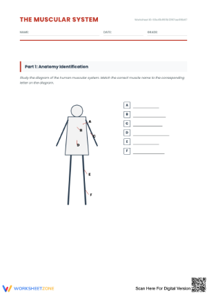 Explore the Human Muscle System