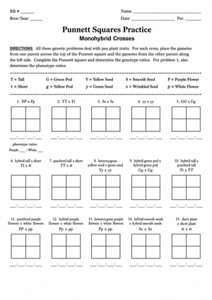 Printable Punnett Square Worksheet | Grade 9 Biology