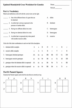 Essential Monohybrid Cross Worksheet | Grade 9-12 Biology