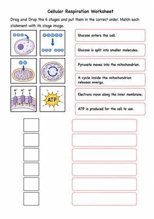 Printable Cellular Respiration Worksheet | Grade 9-10