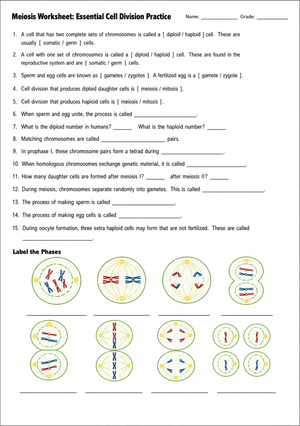Essential Meiosis Worksheet | Grade 9-10 Biology