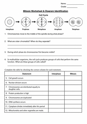 Printable Mitosis Worksheet | Grade 9-12 Cell Cycle