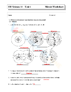 Grade 10 Mitosis Worksheets 2024